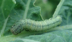 Mamestra brassicae
