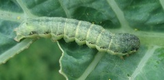 Mamestra brassicae