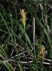 Carex halleriana