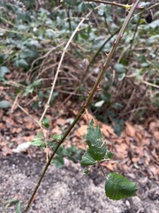 Rubus bifrons