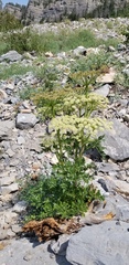 Angelica roseana
