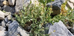 Penstemon montanus