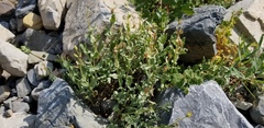 Penstemon montanus