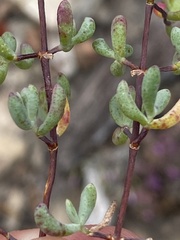 Lampranthus falcatus