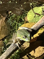 Lithobates vaillanti