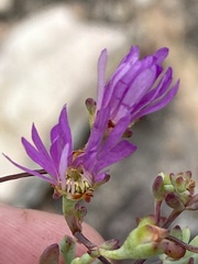 Lampranthus falcatus