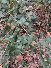 Rubus bifrons