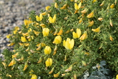 Ononis ramosissima