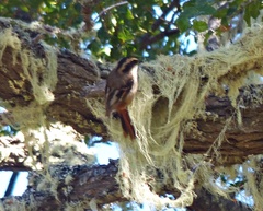 Aphrastura spinicauda