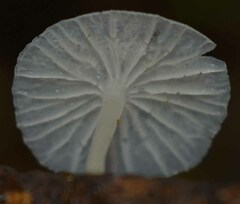 Marasmiellus