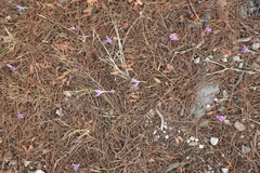 Colchicum parlatoris