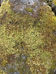 Racomitrium