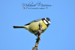 Cyanistes teneriffae