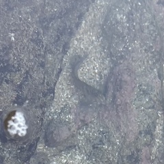 Ophioblennius steindachneri