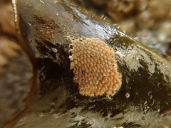 Schizoporella unicornis