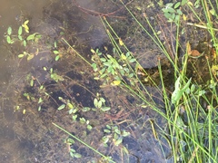 Potamogeton diversifolius