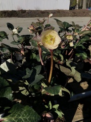 Helleborus orientalis