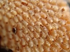 Schizoporella unicornis