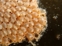 Schizoporella unicornis