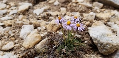 Erigeron pinnatisectus