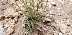 Erigeron pinnatisectus