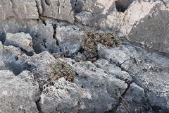 Limonium korakonisicum