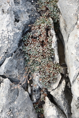 Limonium korakonisicum