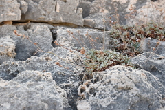 Limonium korakonisicum