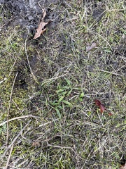 Ranunculus flammula