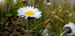 Erigeron melanocephalus
