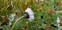Erigeron melanocephalus