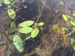Potamogeton diversifolius