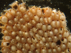 Schizoporella unicornis