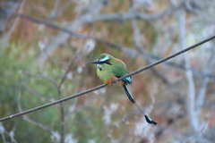 Eumomota superciliosa