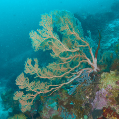 Melithaea