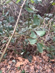 Rubus bifrons