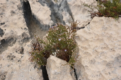Limonium phitosianum