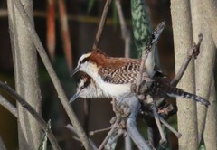 Campylorhynchus rufinucha