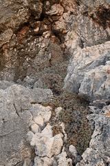 Limonium korakonisicum