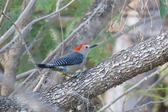 Melanerpes aurifrons