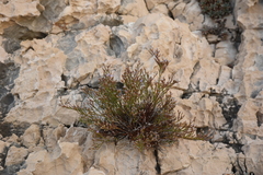 Limonium phitosianum