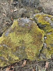 Racomitrium