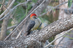 Melanerpes aurifrons