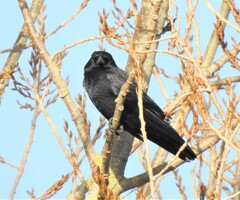 Corvus corone
