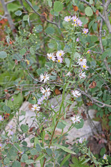 Symphyotrichum ascendens