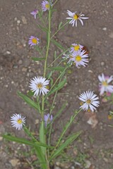 Symphyotrichum ascendens