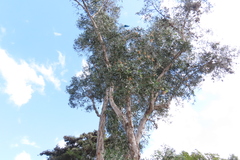Melaleuca