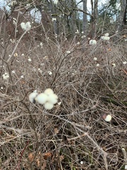 Symphoricarpos albus