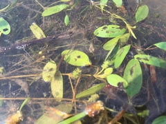 Potamogeton diversifolius