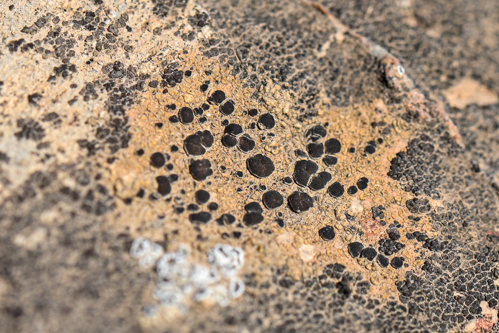 Lecidea lithophila